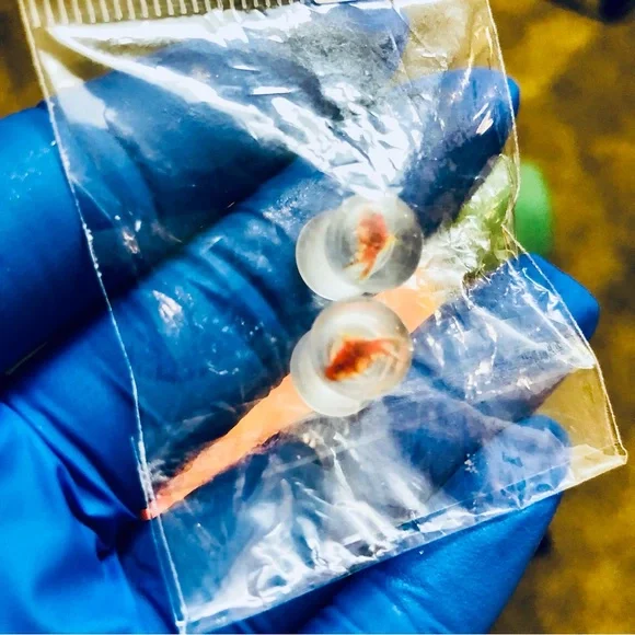 Goldfish - Picture 2 of 2